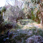 Woodman Point Cemetery