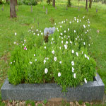 Collins, Donald Charles Keir