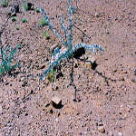 Croydon Goldfield Cemetery 