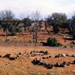 CHAPMAN Sophie & McDONALD Ale