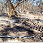 ROBIN Albert Barrett