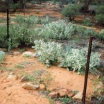 Deadmans Soak or Ive Rock