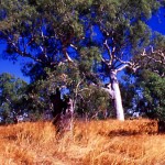 Lamboo Station Hangman Creek East Kimberley
